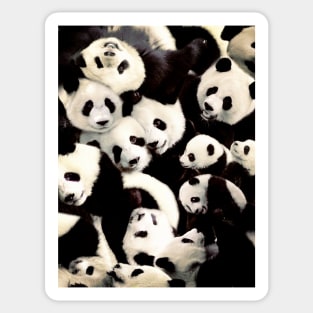 Pandas Sticker